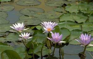 Water Hyacinth